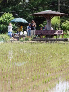 古代米の田植え