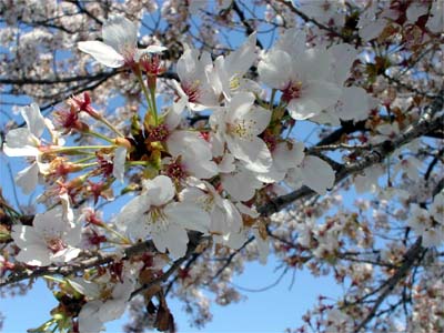 桜・羽生市内にて