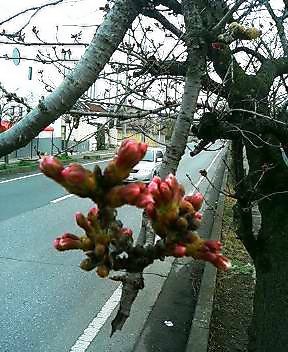 サクラの蕾