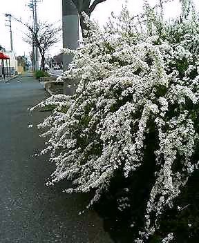 ユキヤナギ