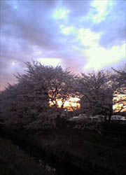 夕暮れと桜