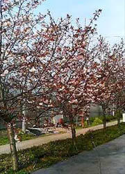 温室横の八重桜
