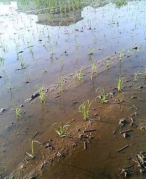 田植え