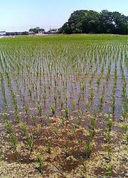 田植え