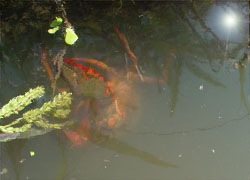 ザリガニ釣り上げ失敗