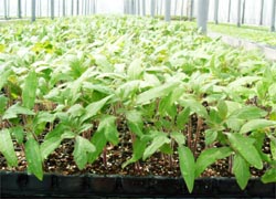 tomato