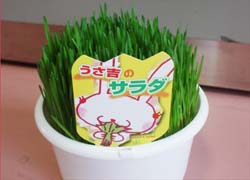 ウサ吉のサラダ