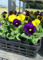 pansy2005(・∀・)