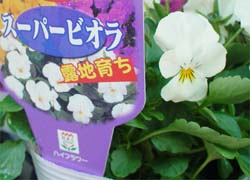スーパービオラ