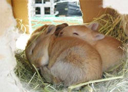 うさぎのこ