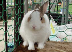 うさぎのこ