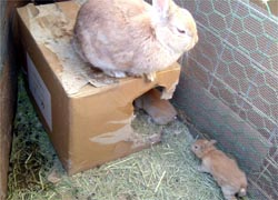うさぎのこ