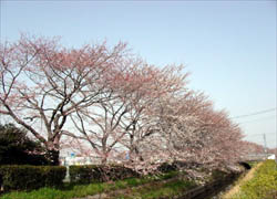 桜