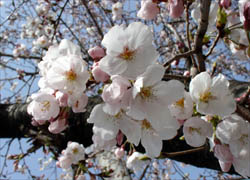 桜