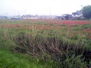 菖蒲町のポピー