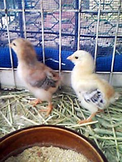 ピヨ