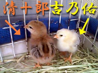 ピヨピヨ