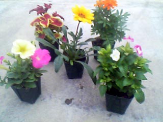 2.5号草花の鉢植え