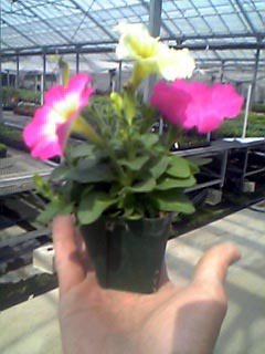 2.5号草花の鉢植え