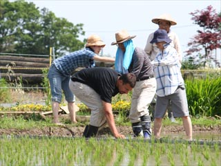 古代米の田植え