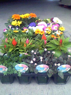 2.5号草花の鉢植え