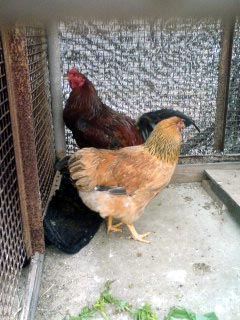 タマシャモ