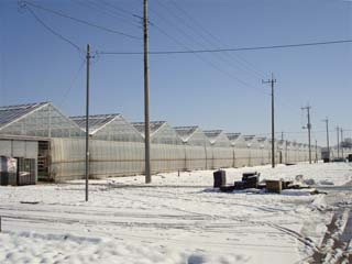 大雪翌朝の農場。転ばないように気をつけましょう。