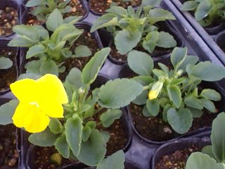 pansy