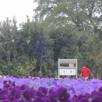 haiflower-image