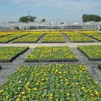 haiflower-image