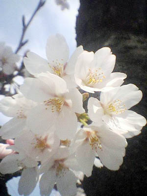 羽生市の桜