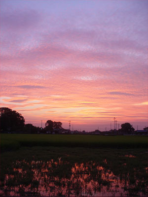 羽生の水田夕焼け風景