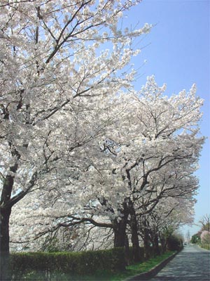 羽生市内にて桜満開