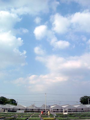 パンジーとビオラ