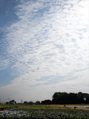 秋空の農場