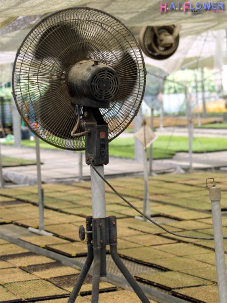夏の温室