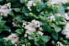 ageratum_white.JPG (66939 バイト)