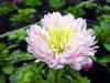 aster_waisei2.jpg (30661 バイト)