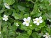 bacopa