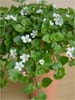 bacopa