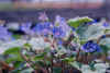 faseria_bluebell.JPG (28490 バイト)