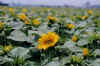 sunflower2.JPG (33928 バイト)