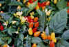 capsicum.jpg (72555 バイト)