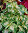 coriusu_2.JPG (43941 バイト)