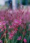 gaura_r.JPG (28168 バイト)