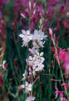 gaura_w.JPG (32374 バイト)