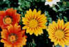 gazania.JPG (37199 バイト)