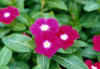 vinca_2.JPG (26596 バイト)