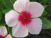 vinca_6.jpg (22704 バイト)