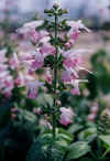 salvia_pink.JPG (29372 バイト)